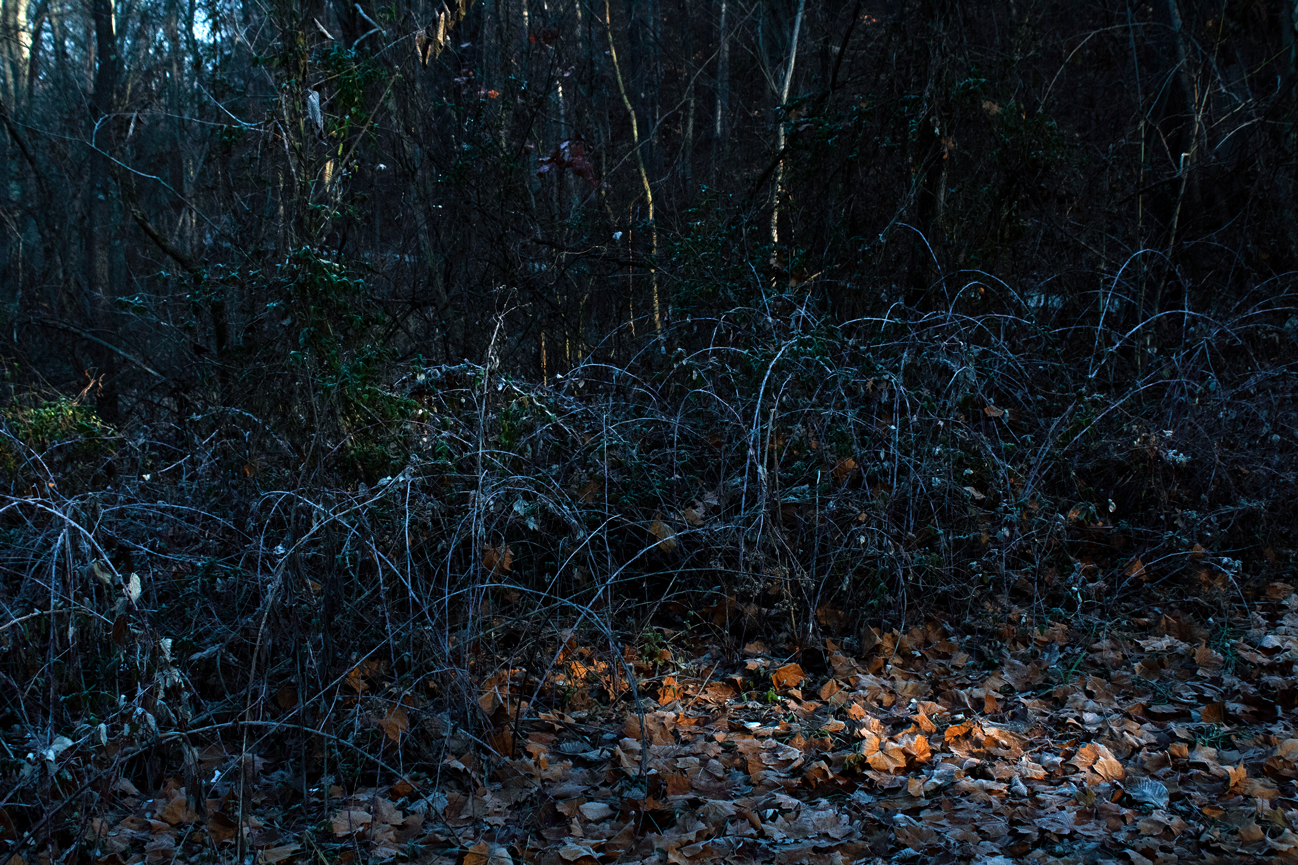 Frosted and Haunted Clearing