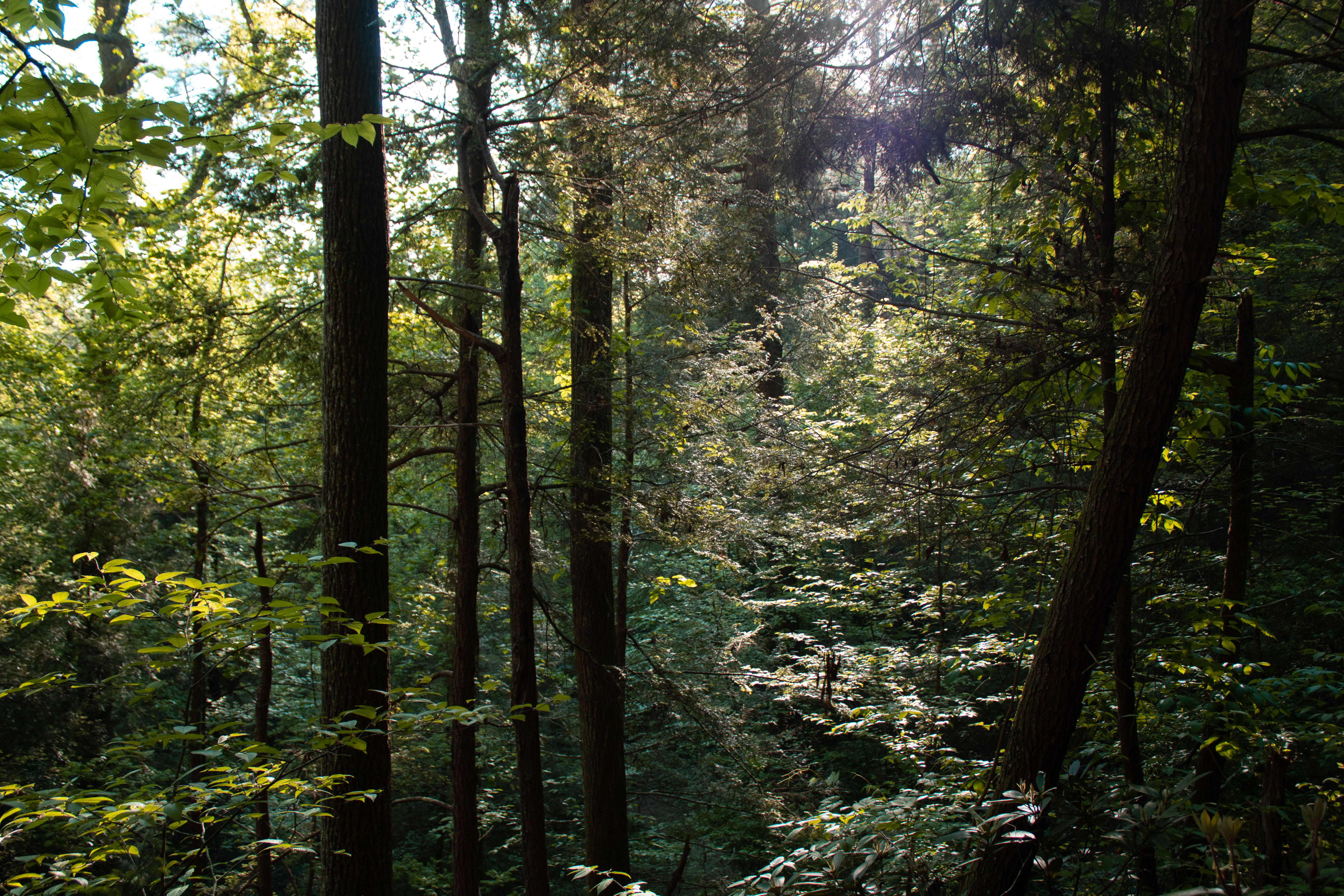 KentuckyForests