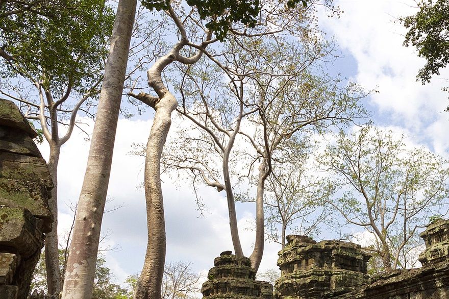 Attaque en bande - Site d'Angkor Cambodge