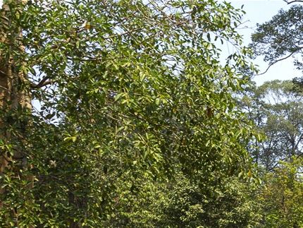 Plateforme - Site d'Angkor Cambodge
