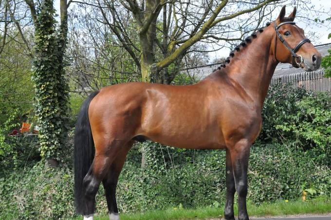 Casaron (Ginus x Zichem x Irak x Simon Bolivar x L'invasion x Graaf van Wittenstein)