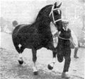 Met Domburg naar een Gelders Paard in een nieuw maar herkenbaar jasje