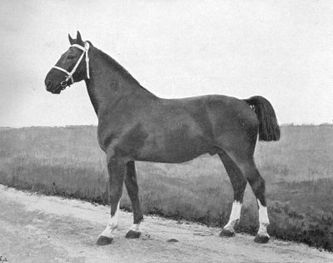 Dankzij de fokkers van het Holsteinse Paard hebben wij in Nederland de beschikking kunnen krijgen over Cicero II, de grootvader van Domburg. Dankzij een reeks van belangrijke fokkers hebben wij hier eigen lijnen van kunnen bouwen die een belangrijke plaats gekregen hebben in de opbouw en uitbouw van de fokkerij van het Gelderse Paard