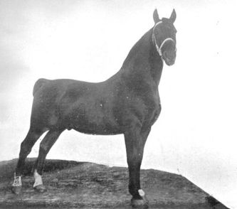 Olivier V. Coco