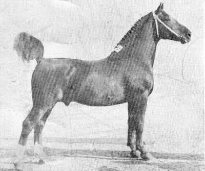 We hebben hier alvast een eerste foto van de hengst Rigismund toegevoegd. Deze hengst die een belangrijke rol heeft gespeeld in de Nederlandse fokkerij heeft nooit de erkenning gekregen die hij zou moeten verdienen. We zijn zijn fokker dhr Augustinus uit Ochten veel dank verschuldigd. Dat is ook de reden dat de Grand Prix dressuur hengst Atze de bijnaam Fuerst Augustinus heeft gekregen als eerbetoon aan de fokker dhr Augustinus. Ook hier speelt Rigismund een belangrijke rol.