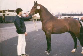 Zooloog, de Grand Prix dressuurhengst V. Gondelier x Flaneur x Centurio x Vondelus x Voorman x Clamino (Clamino is weer nauw verwant aan Rigismund via zijn vaders en moedersvaderlijn (Sultan II en Faribo).
Het Zooloog bloed is van belang om in volgende generaties GP te krijgen.