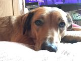 Company Mascot Mivvie