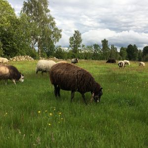 Får betar på äng