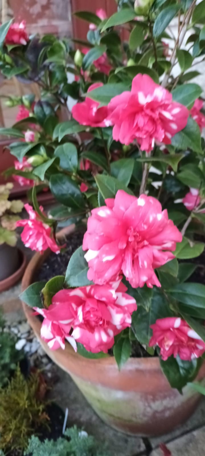 Camelias