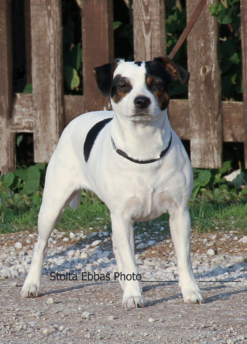 SE UCH Stolta Ebbas Audhumbla Alva Af Lin