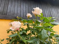 IMG_0844