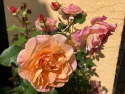 Orange roser