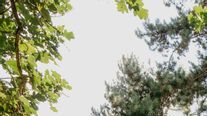 Pavillon im Park - Yoga mitten in hundertjährigen Bäume