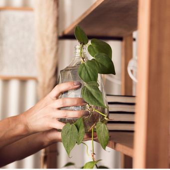 workshop-limburg-kamerplanten-verzorgen-basic-plantcare-urban-jungle