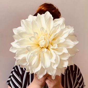 workshops-cursussen-limburg-kamerplanten-urban-jungle-droogbloemen-blo