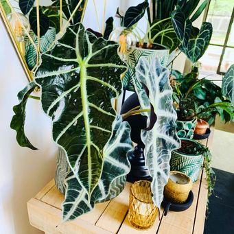 workshops-kamerplanten-urban-jungle-limburg-verzorgen-verzorging-cursu