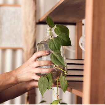 workshops-limburg-kamerplanten-verzorgen-urban-jungle-verzorging-basic