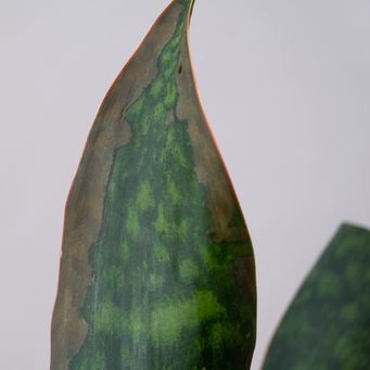 workshops-limburg-kamerplanten-verzorgen-urban-jungle-verzorging-plant