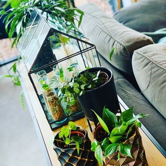 workshops-limburg-urban-jungle-kamerplanten-interieurstyling-plantstyl