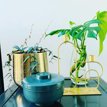 workshops-limburg-urban-jungle-kamerplanten-verpotten-stekken-stekjes-