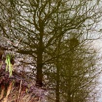 reflections 36