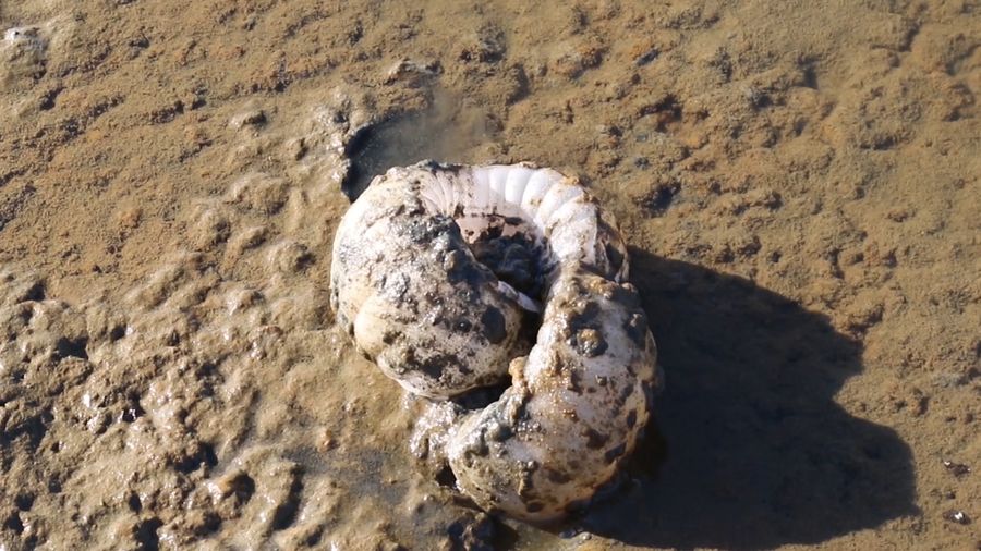 Intertidal Synthesis, Studio ThinkingHand, 2019