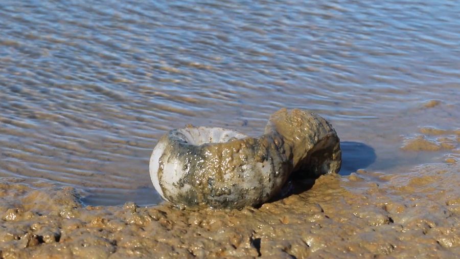 Intertidal Synthesis, Studio ThinkingHand, 2019