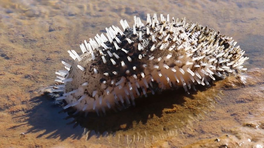 Intertidal Synthesis, Studio ThinkingHand, 2019