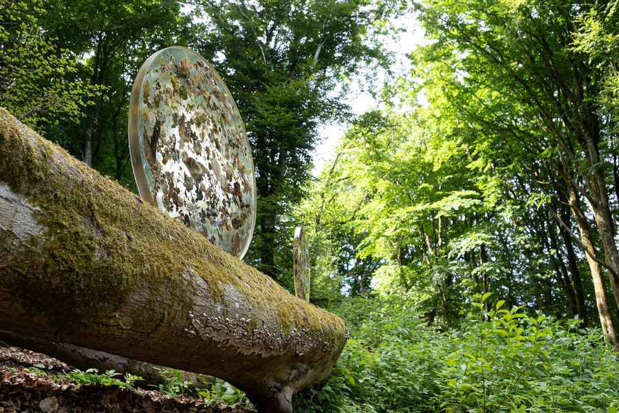 Foreign Forest, 2021
