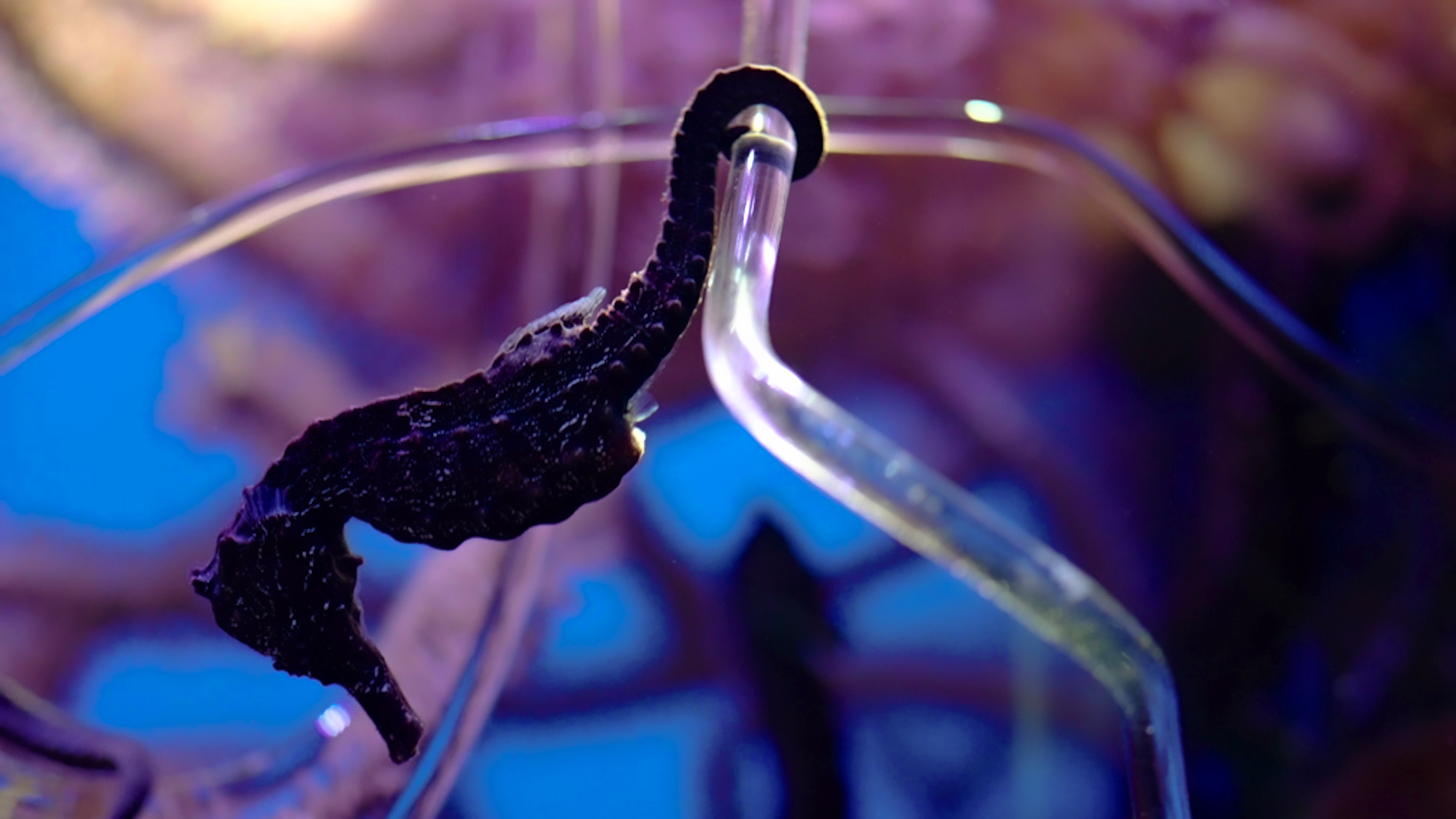 Habitats, GLAS - Museet for Glaskunst, 2023, DK