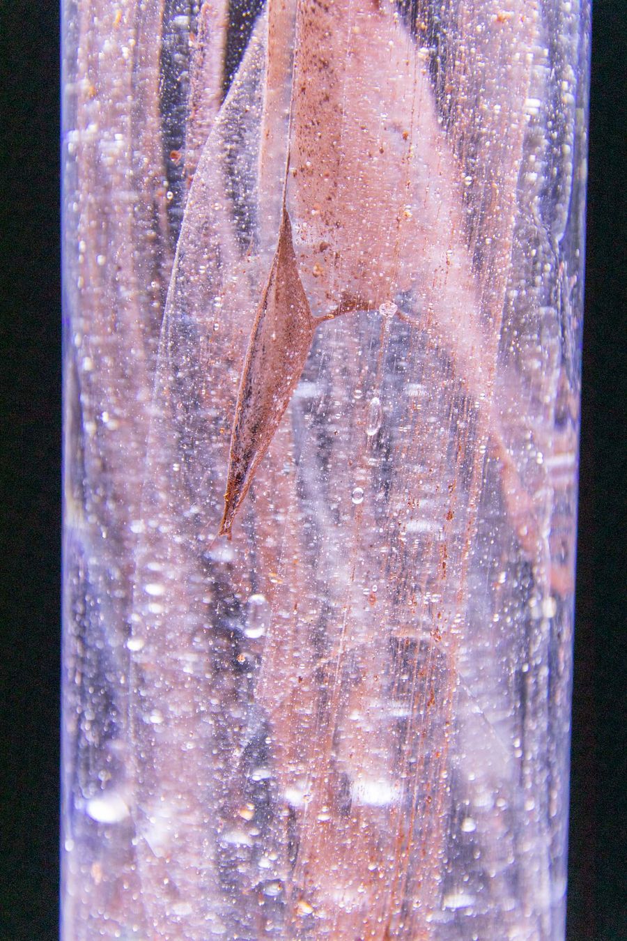 EVOLUTIONS, 2023, Photo: Kasper Palsnov