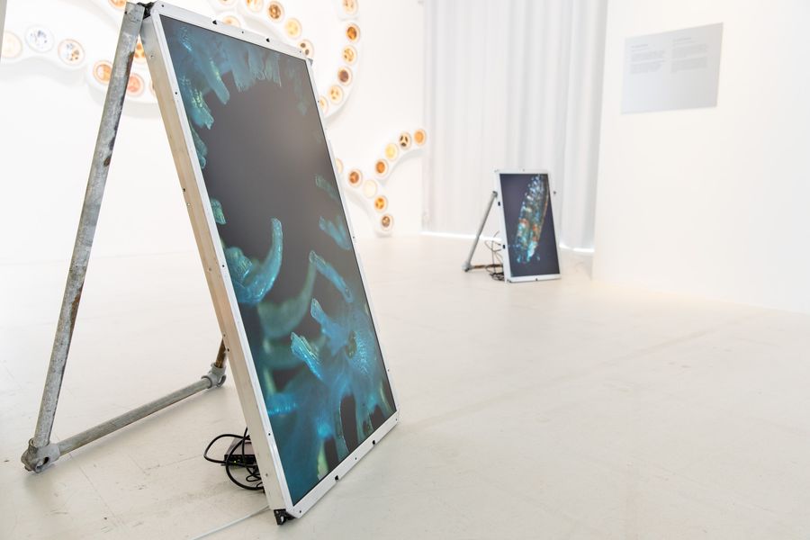 EVOLUTIONS, 2023, Photo: Kasper Palsnov