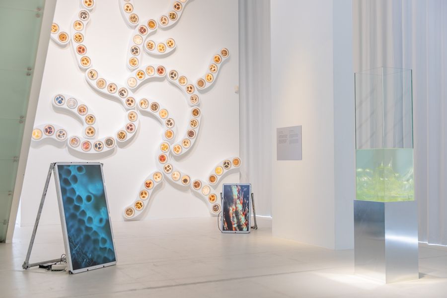 EVOLUTIONS, 2023, Photo: Kasper Palsnov