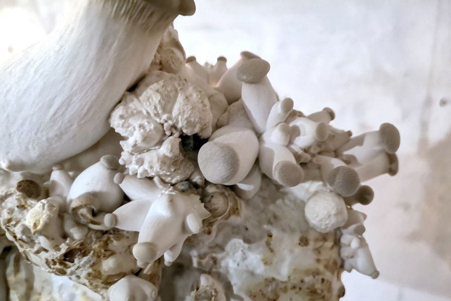 Fugue, 2019