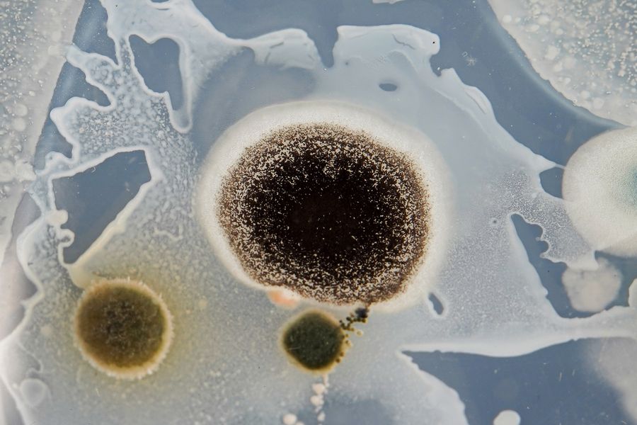 MicrobialDwellings-13