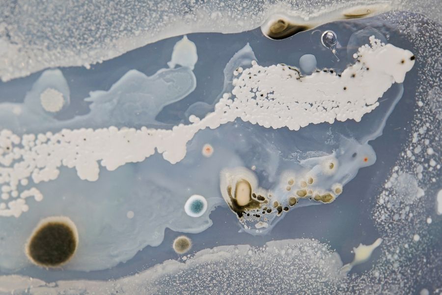 MicrobialDwellings-18