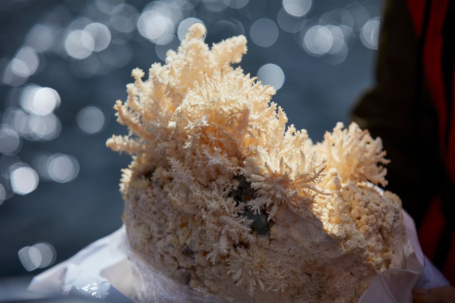 Mycelium Moon, 2018, Photo: Vejle Kunstmuseum
