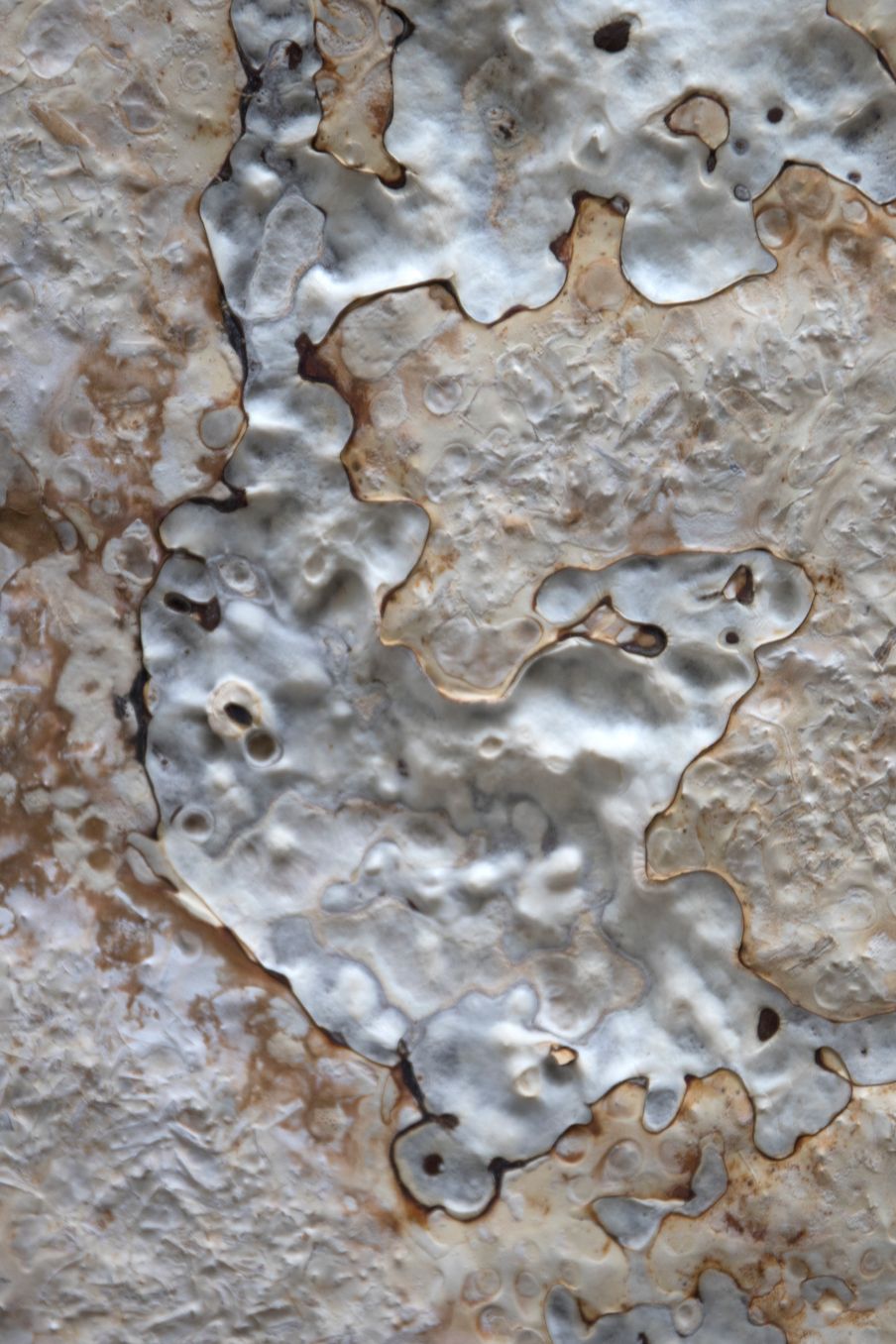 Reishi, 2018