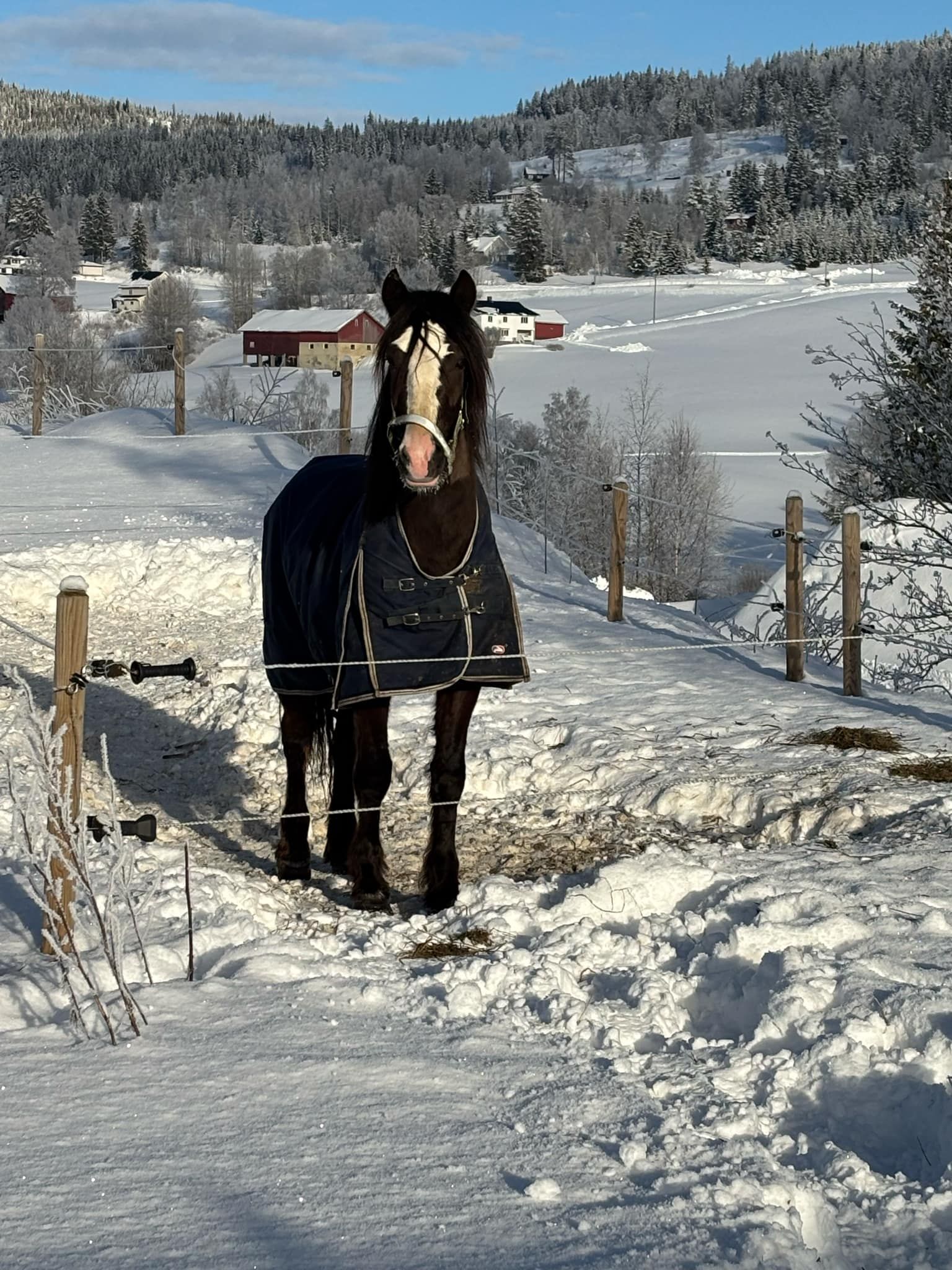 Stumne Munter 