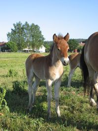 Föl u:Ipsi