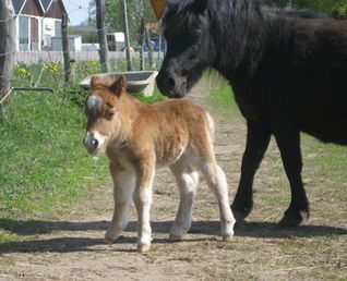 Hanna med föl