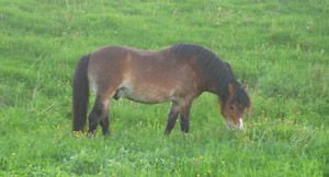 Ursus 512