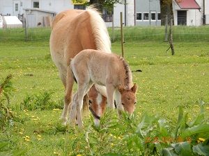 Pinja med föl