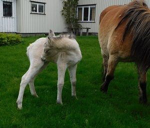 Ritva med stoföl