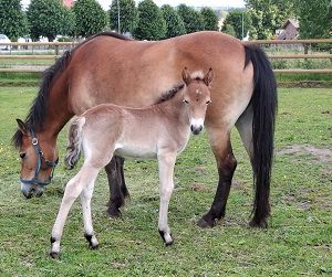 Venja KL med hingstföl