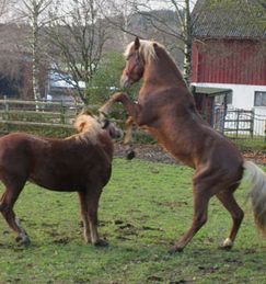 Jazz KL och Jakut KL