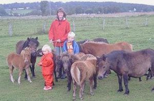 Minishettismys!