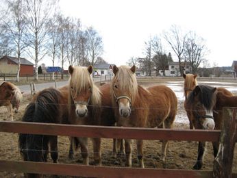 2-årshingstarna kikar