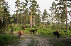 Några av stona i sommarhagen