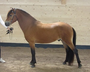 Gin - Champion Hingst